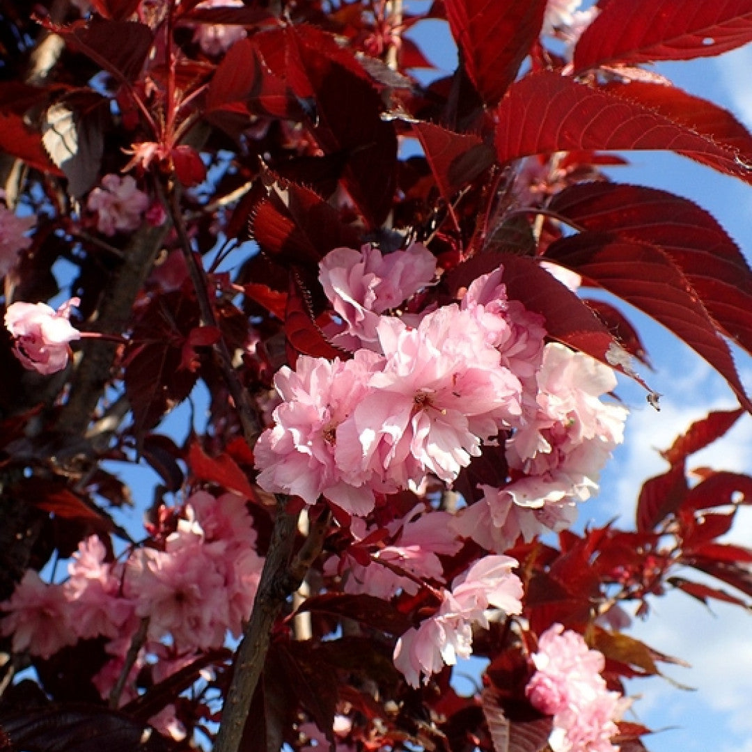 Prunus serrulata 'Royal Burgundy'