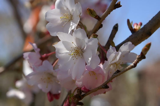 Prunus subhirtella 'Autumnalis'