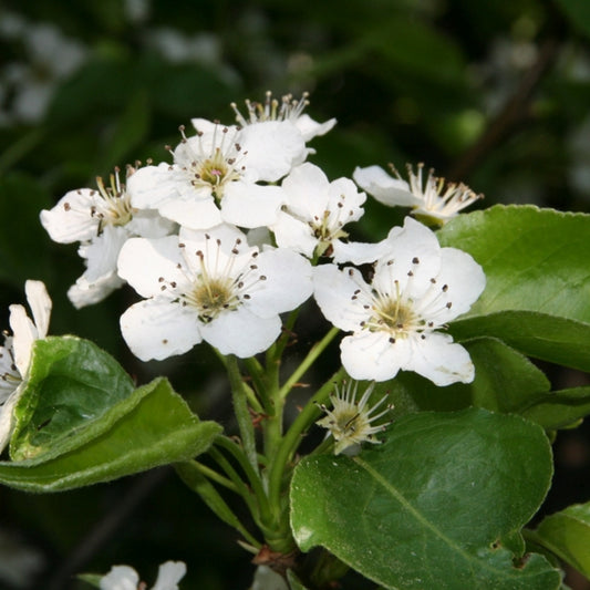 Pyrus calleryana 'Chanticleer'