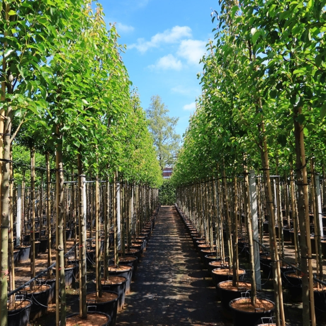 Pyrus calleryana 'Chanticleer'