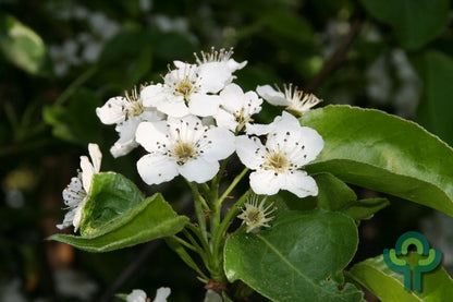 Pyrus calleryana 'Chanticleer'