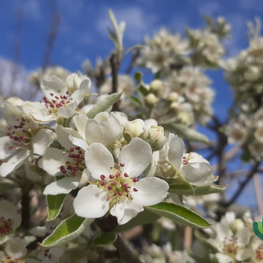 Pyrus elaeagnifolia 'Silver Sail'