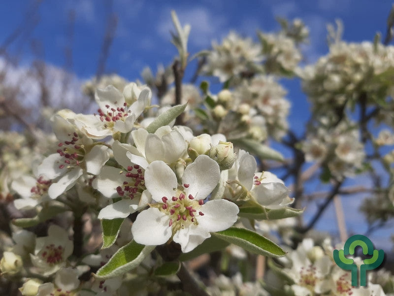 Pyrus elaeagnifolia 'Silver Sail'