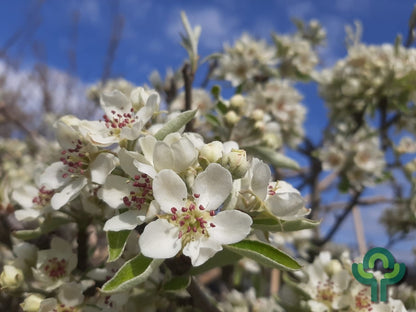 Pyrus elaeagnifolia 'Silver Sail'