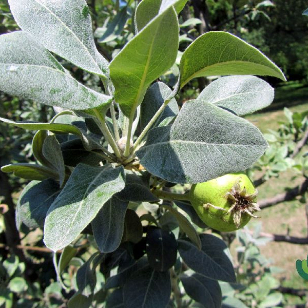 Pyrus nivalis 'Catalia'