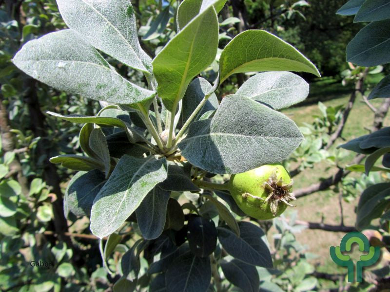 Pyrus nivalis 'Catalia'