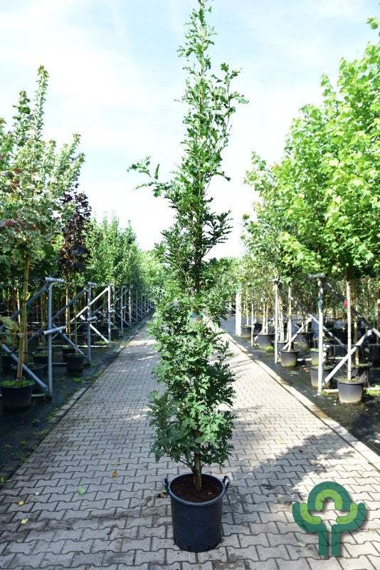Quercus bimundorum Crimson Spire