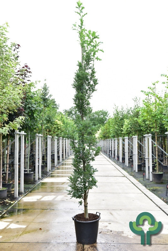 Quercus bimundorum Crimson Spire