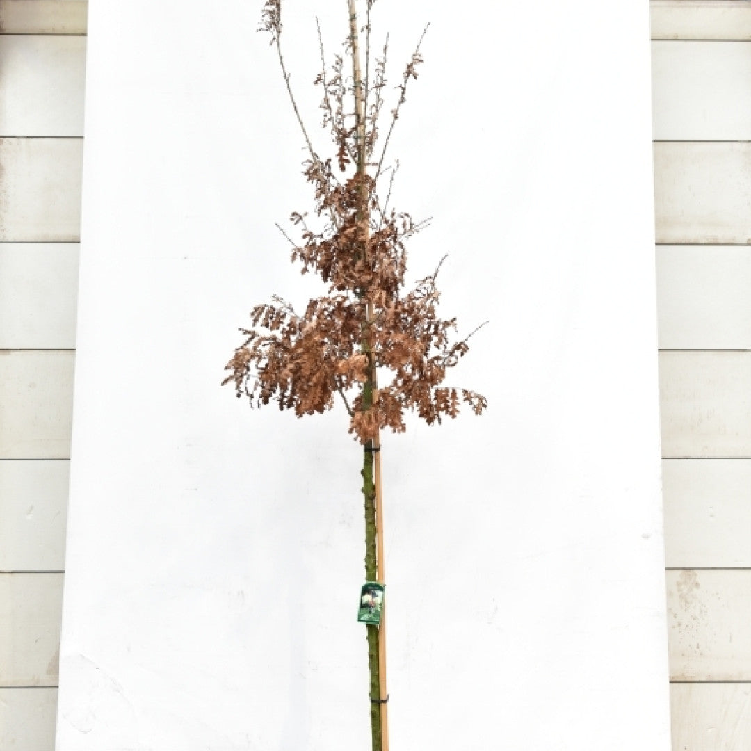 Quercus cerris