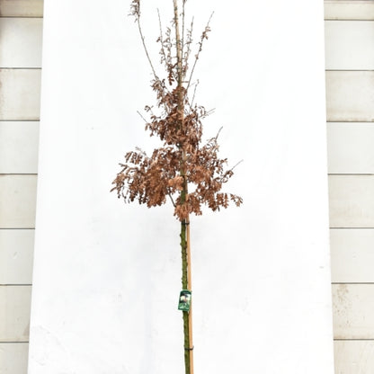 Quercus cerris