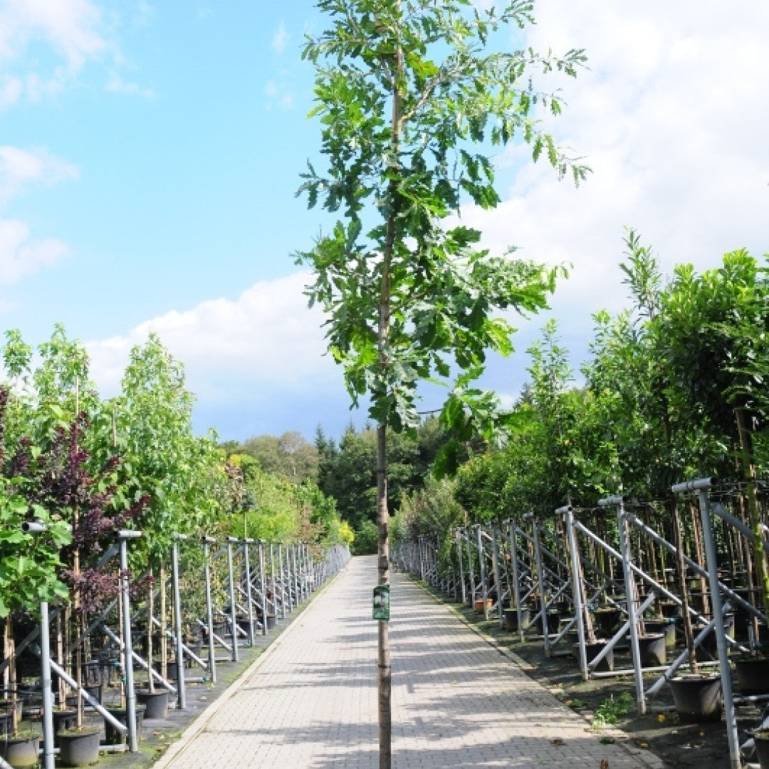 Quercus cerris