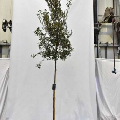 Quercus ilex