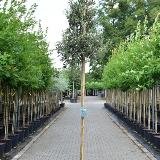 Quercus ilex