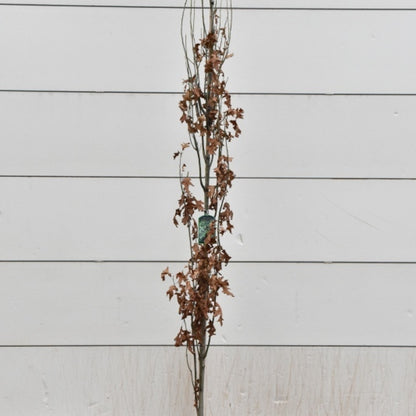 Quercus palustris 'Green Pillar'