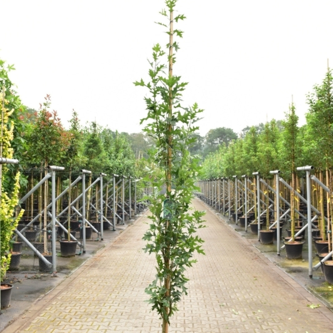 Quercus palustris 'Green Pillar'