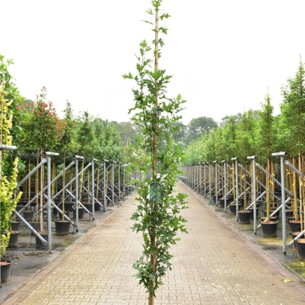 Quercus palustris 'Green Pillar'