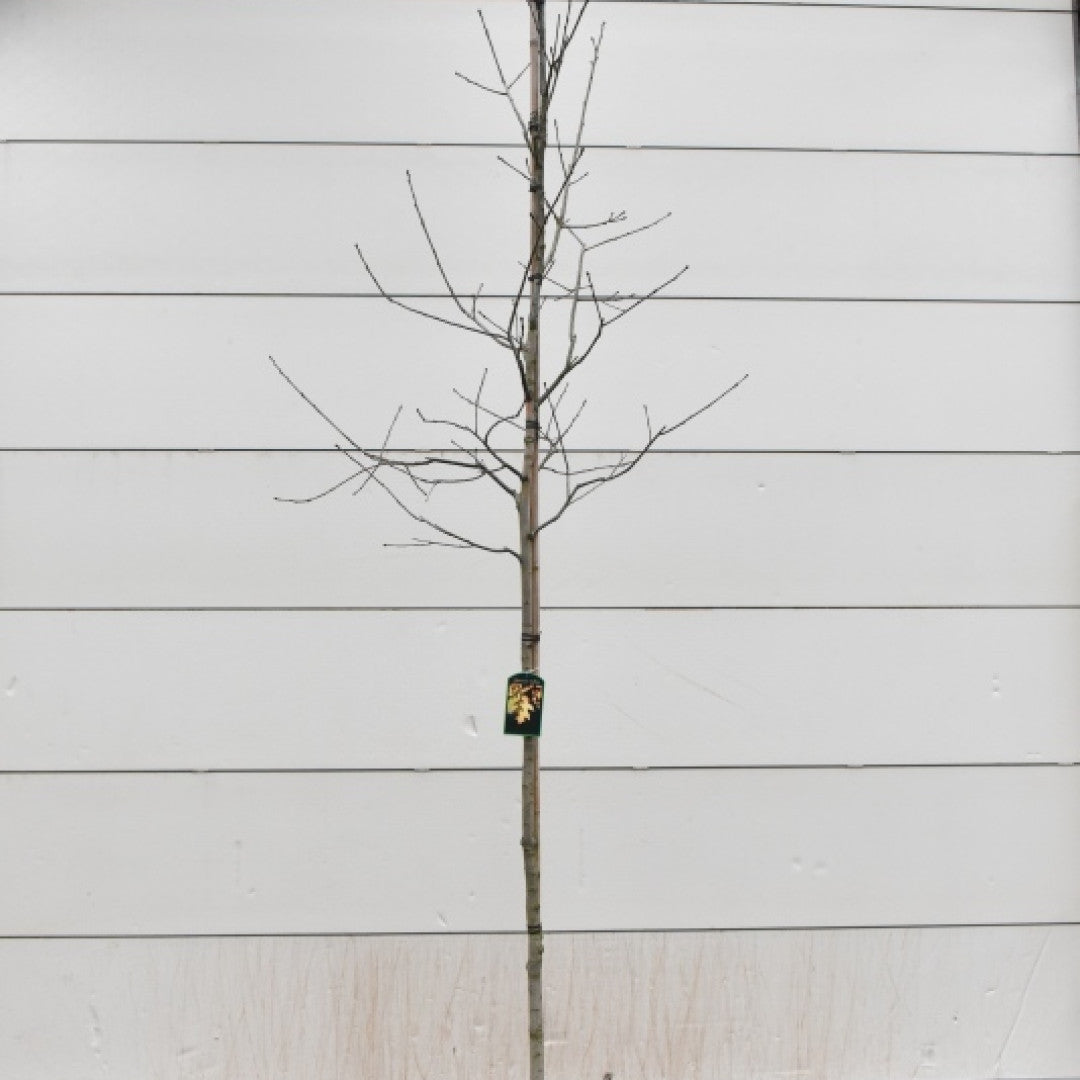 Quercus rubra