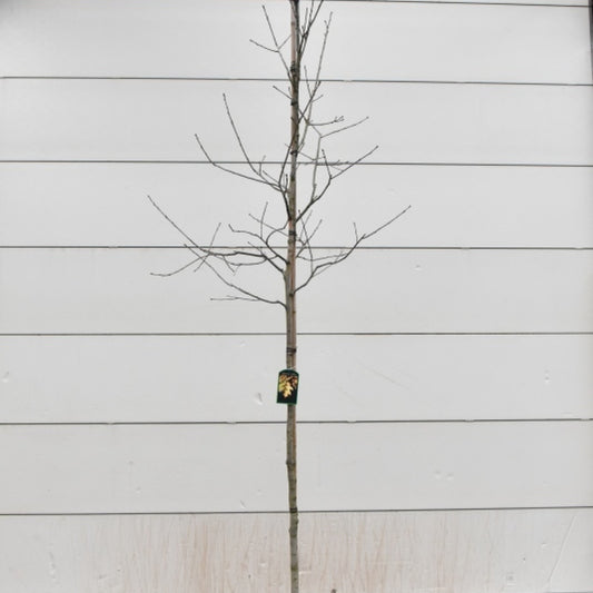 Quercus rubra