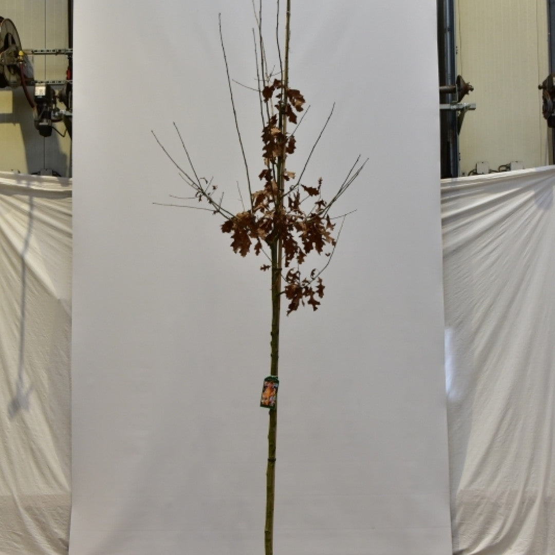 Quercus texana 'New Madrid'