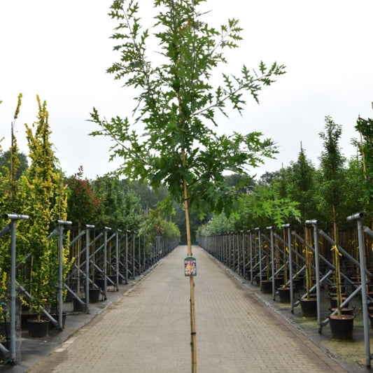 Quercus texana 'New Madrid'