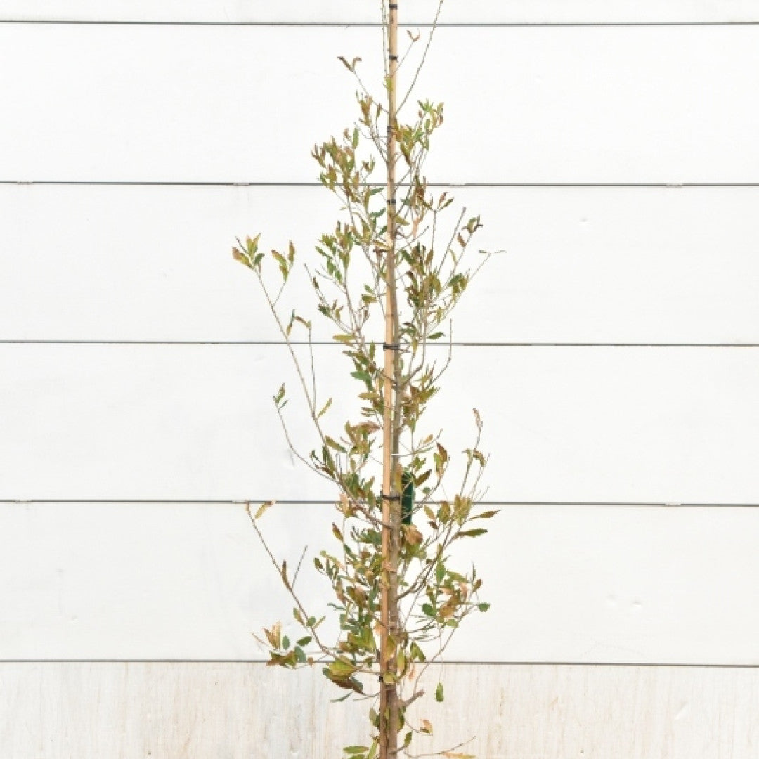 Quercus turneri 'Pseudoturneri'