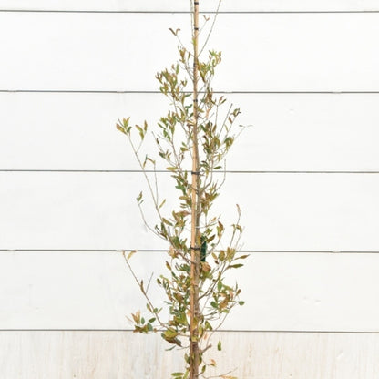 Quercus turneri 'Pseudoturneri'