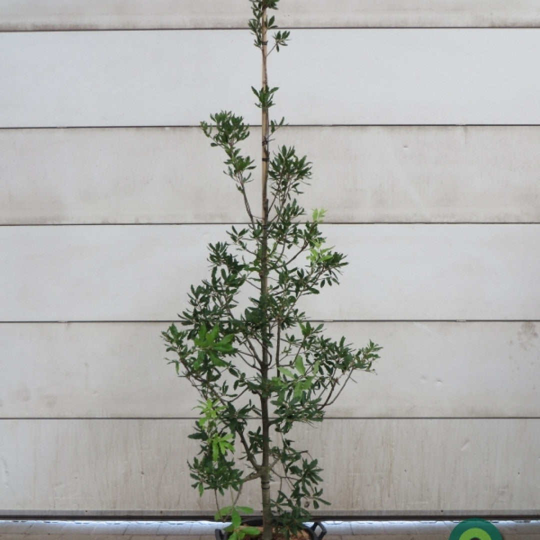 Quercus turneri 'Pseudoturneri'