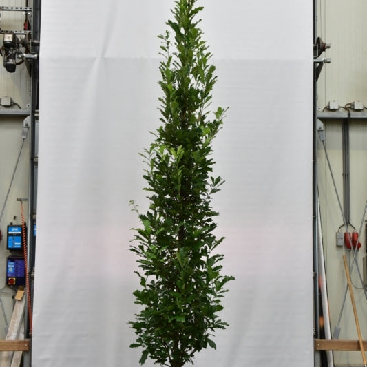 Quercus warei 'Kindred Spirit'