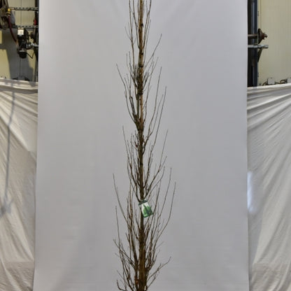 Quercus warei 'Kindred Spirit'