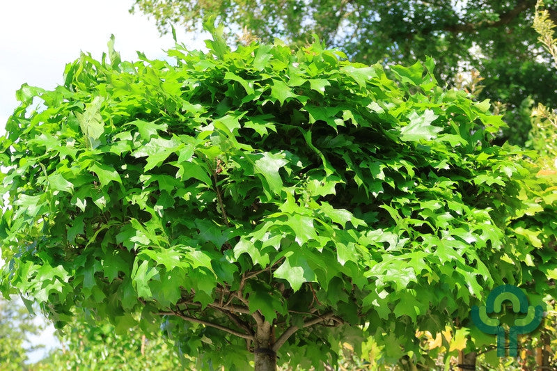 Quercus palustris 'Green Dwarf'