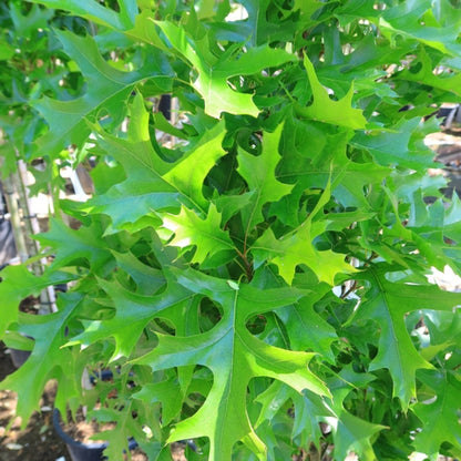 Quercus palustris 'Green Pillar'