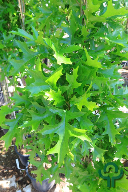 Quercus palustris 'Green Pillar'