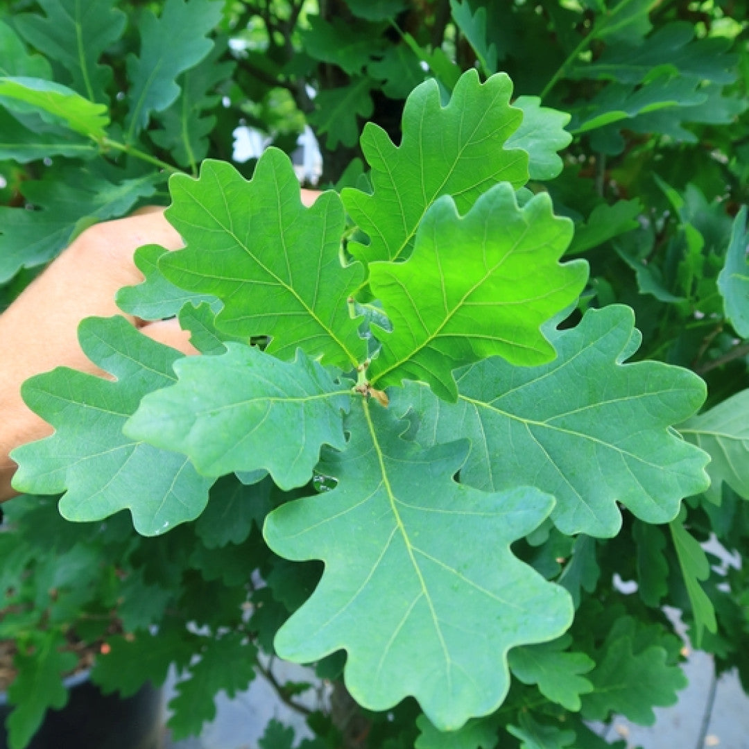 Quercus robur 'Fastigiate Koster'
