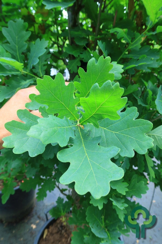 Quercus robur 'Fastigiate Koster'
