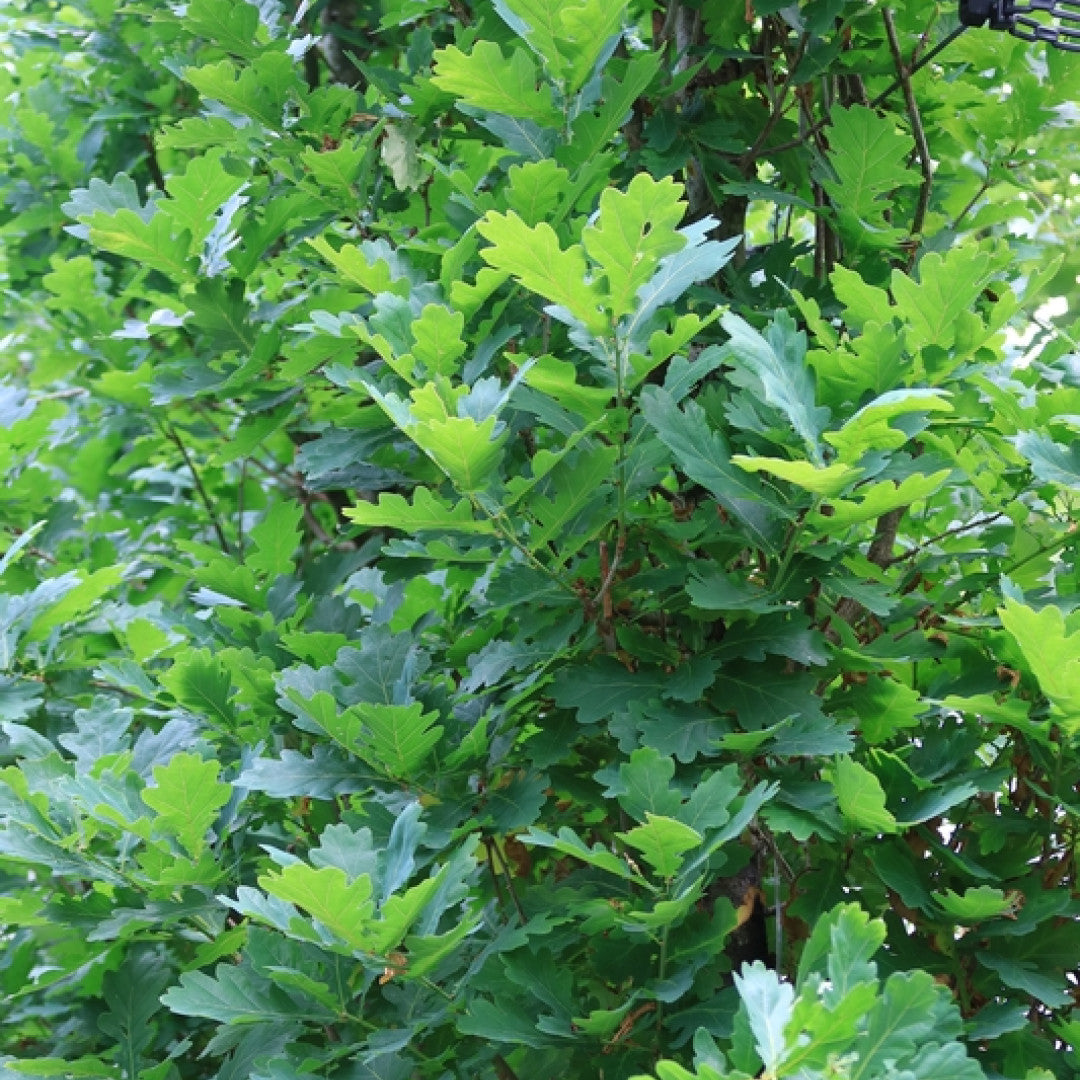 Quercus robur 'Fastigiate Koster'