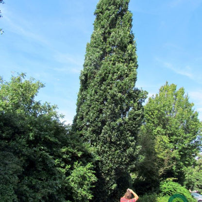 Quercus robur 'Fastigiate Koster'
