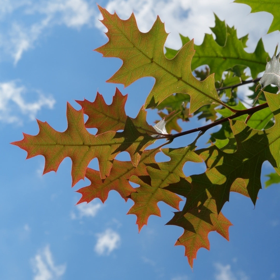 Quercus texana 'New Madrid'
