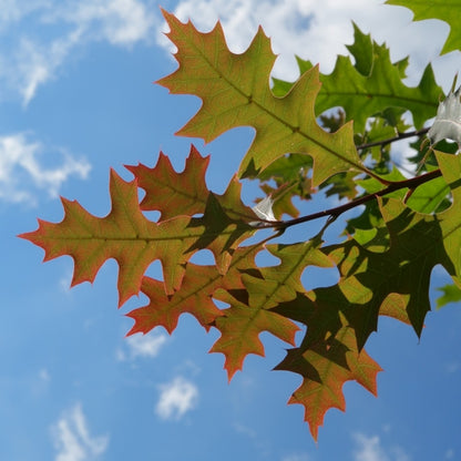 Quercus texana 'New Madrid'