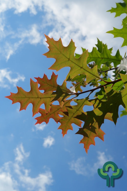 Quercus texana 'New Madrid'