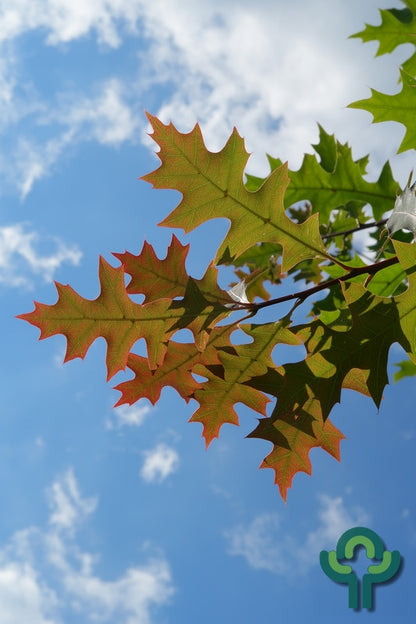 Quercus texana 'New Madrid'
