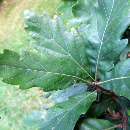 Quercus turneri 'Pseudoturneri'