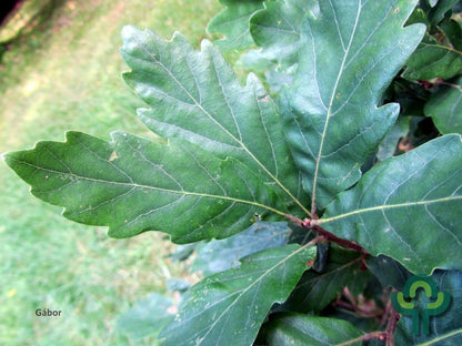 Quercus turneri 'Pseudoturneri'