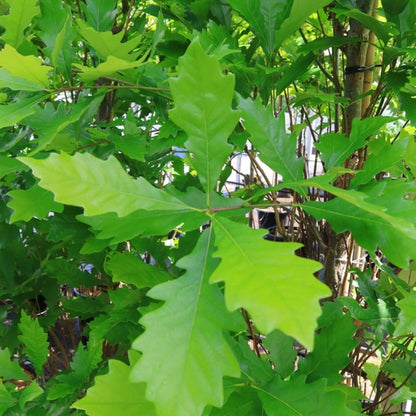 Quercus warei 'Kindred Spirit'