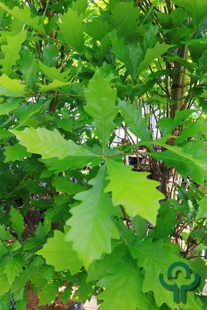 Quercus warei 'Kindred Spirit'