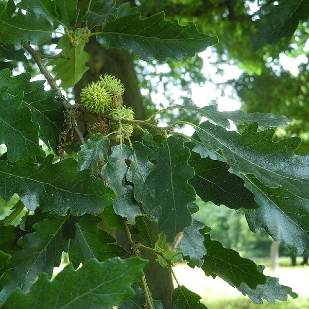 Quercus cerris