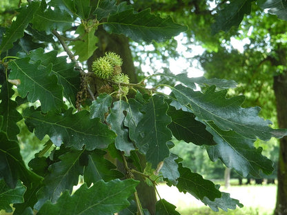 Quercus cerris