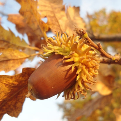 Quercus cerris