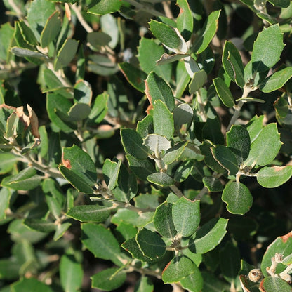 Quercus ilex
