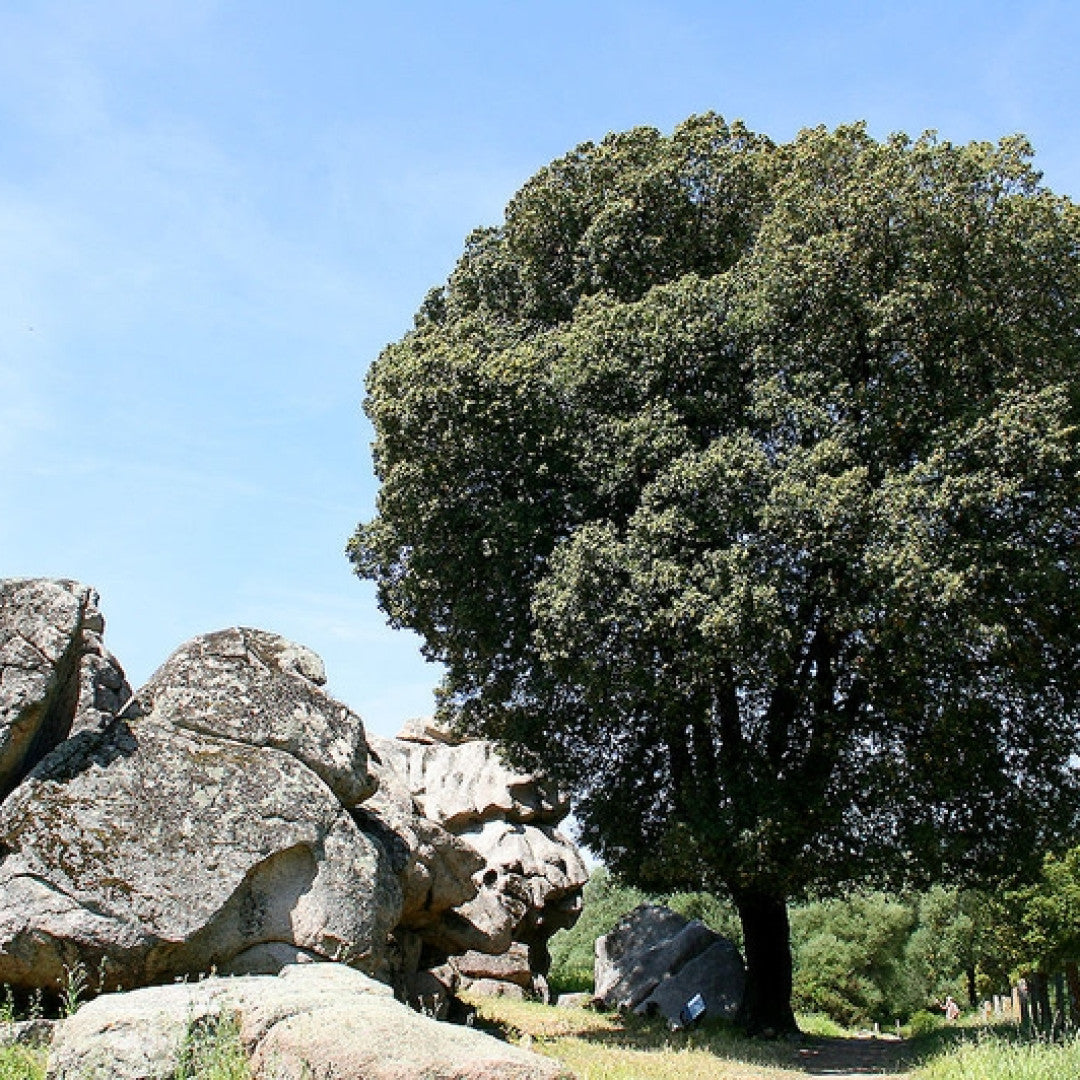 Quercus ilex