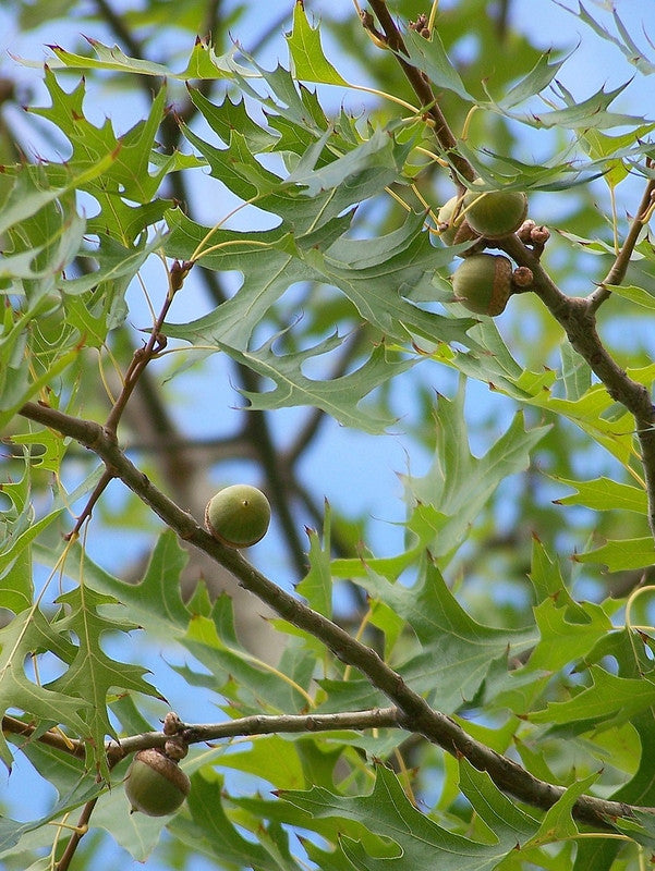 Quercus palustris